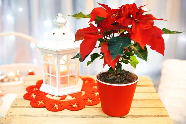 Natale fiore poinsettia indoor — Foto Stock