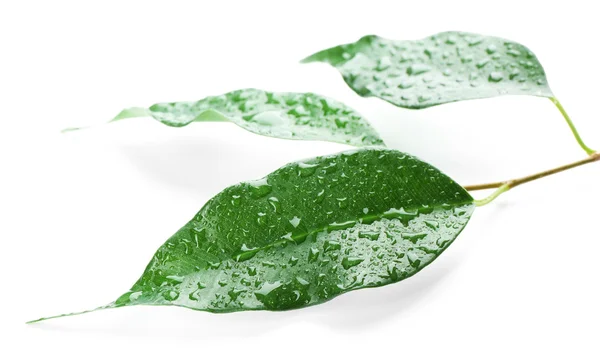 Green leaves with water drops — Stock Photo, Image