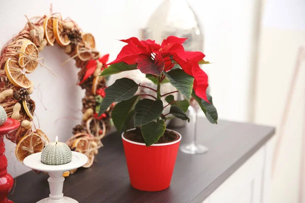 Natal poinsettia flor e decorações na prateleira com decorações de Natal, no fundo claro — Fotografia de Stock