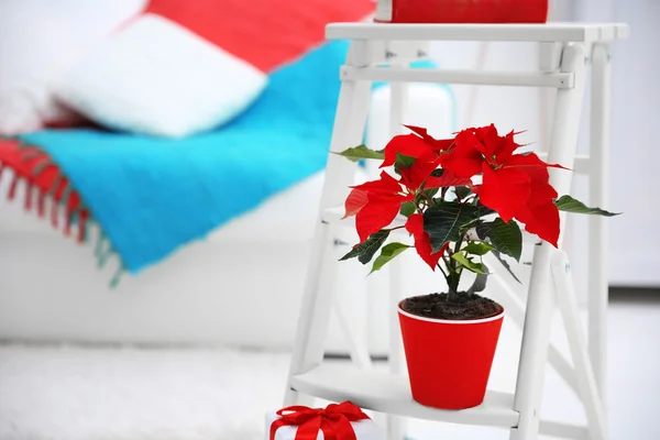 Poinsettia di fiori di Natale e decorazioni su scala decorativa con decorazioni natalizie, su sfondo chiaro — Foto Stock