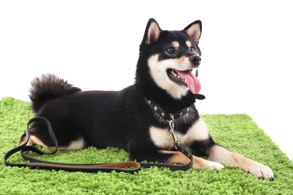 Siba inu cão em um tapete verde isolado em branco — Fotografia de Stock