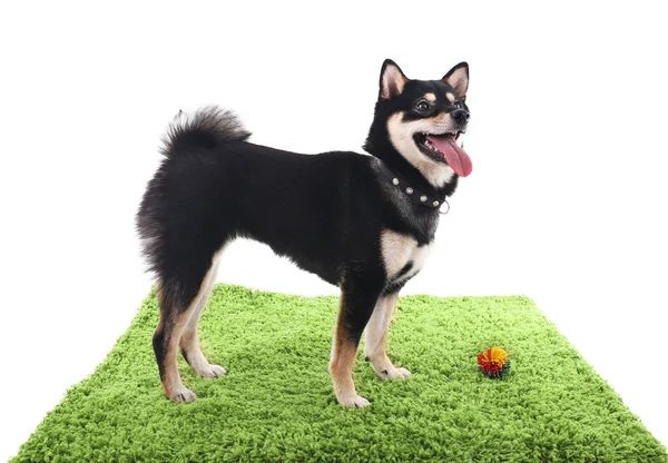 Siba inu cane che gioca con un giocattolo su un tappeto verde isolato su bianco — Foto Stock