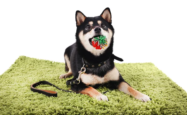 Siba inu dog on a green carpet isolated on white — Stock fotografie