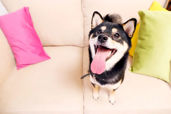 Sibu ina auf einem Sofa im Zimmer, Draufsicht — Stockfoto