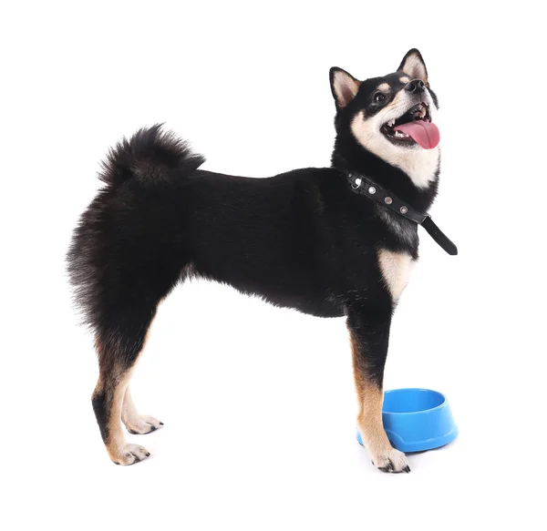 Siba inu cão com uma tigela azul isolado em branco — Fotografia de Stock