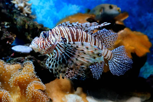 Exotische Fische im Aquarium — Stockfoto