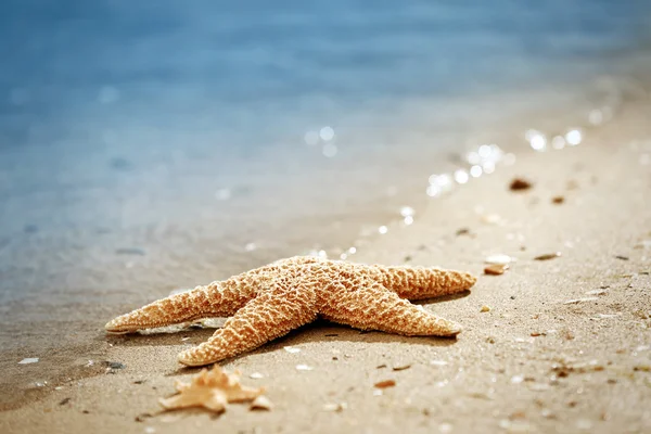 Big beautiful starfishes — Stock Photo, Image