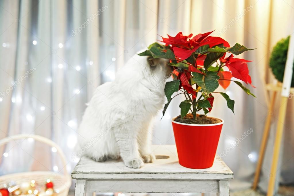 Cat and Christmas flower poinsettia
