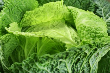 Savoy lahana arka plan, makro