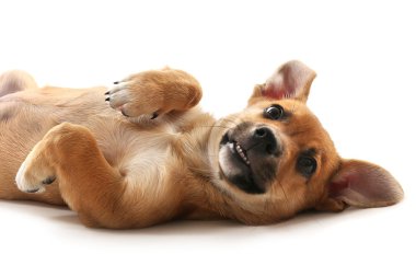 Yavru köpek beyazda izole edilmiş.