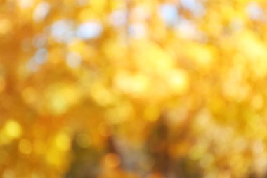 sonbahar arka plan bulanık