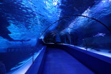 İçinde Türk oceanarium