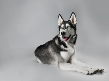 Husky genç gri arka plan üzerinde döşeme kulaklık