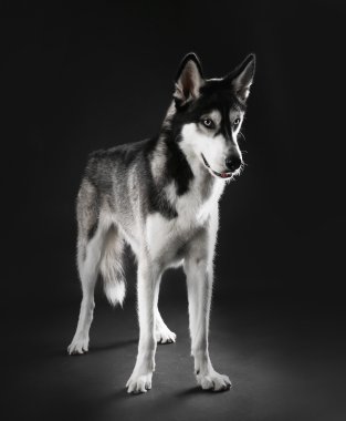 Genç Husky koyu arka plan üzerinde