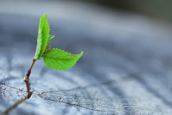 Bella piantina di semenzaio crescente — Foto Stock