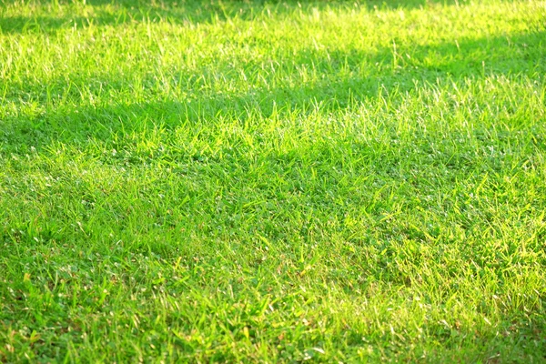 Nahaufnahme von grünem Gras — Stockfoto