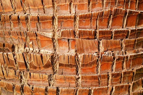 Corteccia di palma sfondo — Foto Stock