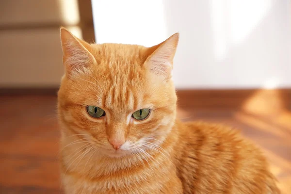 姜猫坐在家里 — 图库照片
