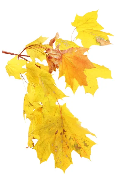 Větev s javorovým listy izolované — Stock fotografie
