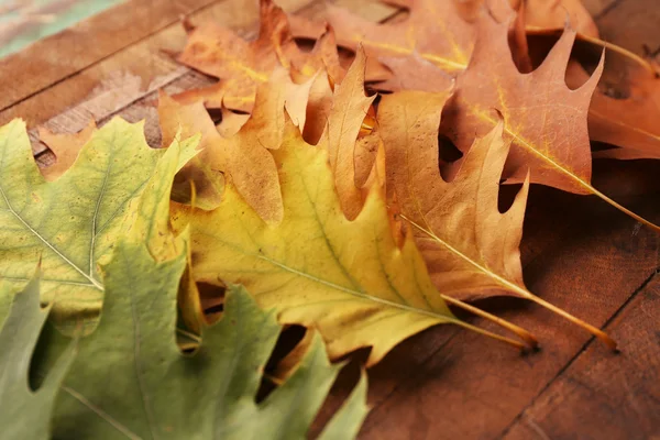 秋の紅葉 — ストック写真