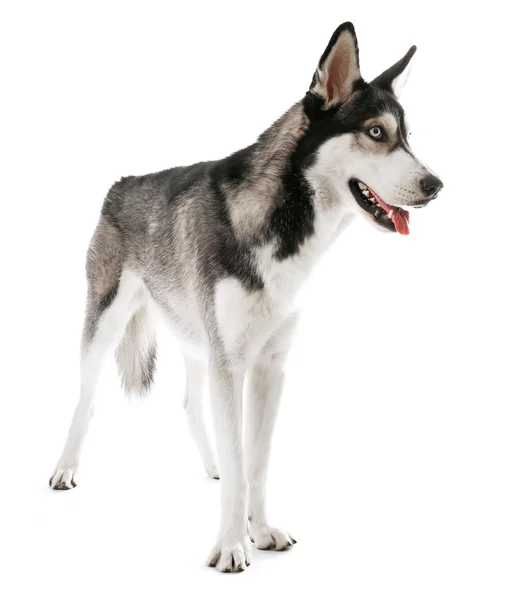 Husky siberiano, aislado en blanco — Foto de Stock