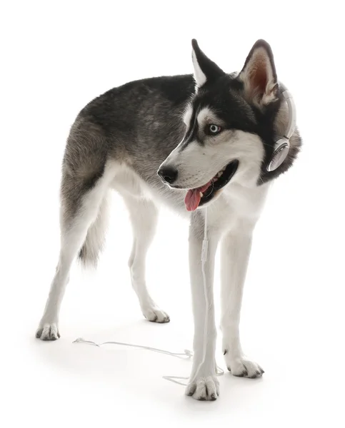 Husky siberiano em fones de ouvido, isolado em branco — Fotografia de Stock