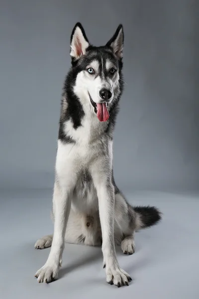 Young Husky zittend op grijze achtergrond — Stockfoto