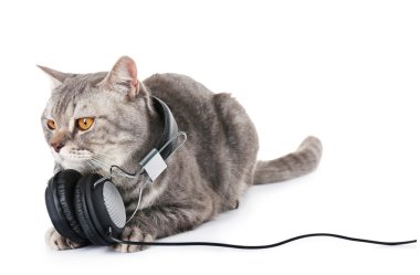 Kulaklıklar ile gri kedi 