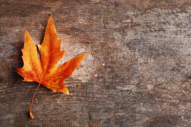 Ahşap zemin üzerinde akçaağaç yaprağı