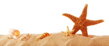 Deniz yıldızı ve kabukları kum beyaz arka plan üzerinde