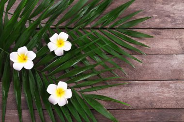 Ahşap arka plan üzerinde palmiye yaprakları ile frangipani çiçeğinin güzel kompozisyon yakın çekim