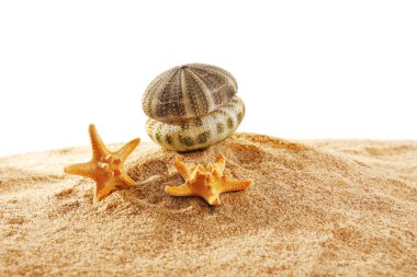 Sea stars and shells isolated on white background