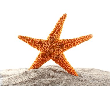 Deniz yıldızı beyaz izole kum üzerinde