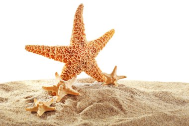 Deniz yıldızı ve beyaz arka plan üzerinde izole kabukları