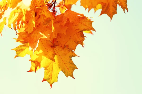Golden autumn leaves sky background — Stock Photo, Image