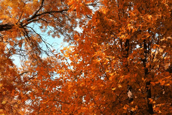 Tops of golden autumn trees — Stock Photo, Image