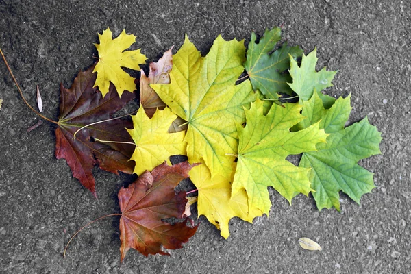 Renkli sonbahar yaprakları — Stok fotoğraf