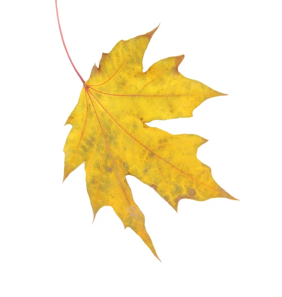 Autumn maple leaf isolated — Stock Photo, Image