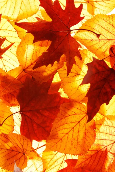 Foglie d'autunno dorate — Foto Stock
