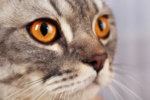 Ritratto di gatto grigio — Foto Stock
