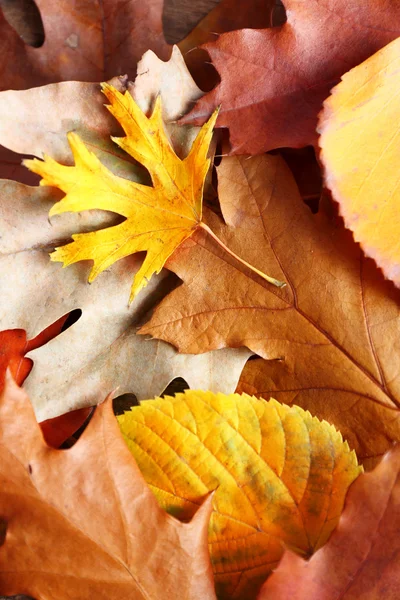Fondo de hojas coloridas otoñales, primer plano —  Fotos de Stock
