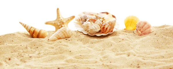 Belas conchas na areia contra fundo branco — Fotografia de Stock