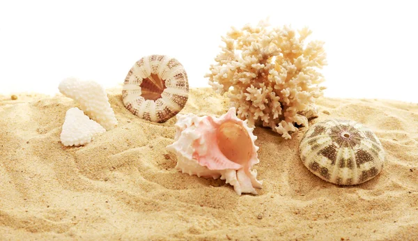 Hermosas conchas y coral sobre arena sobre fondo blanco —  Fotos de Stock