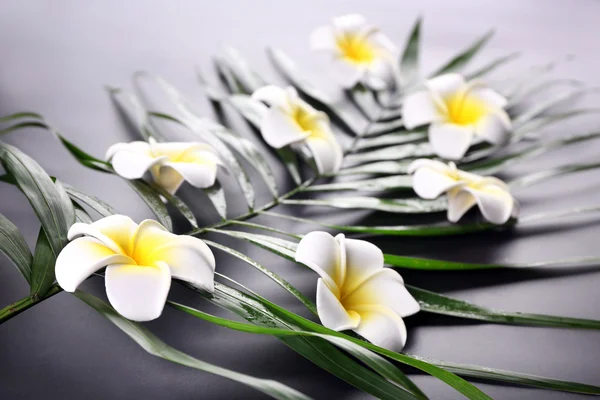 Piękną kompozycję kwiatów frangipani na dłoni liść, z bliska — Zdjęcie stockowe