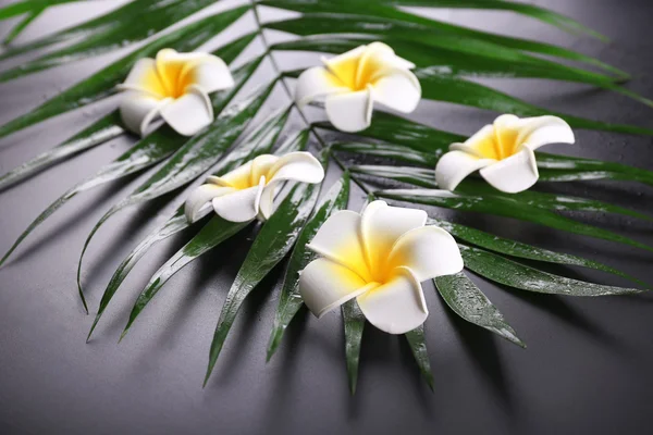 Όμορφη σύνθεση Φραντζιπάνι λουλούδι στην παλάμη αφήνει, να κλείνω — Φωτογραφία Αρχείου