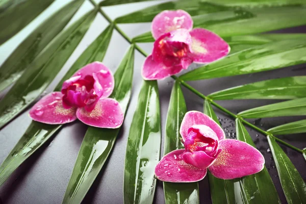 Hermosa composición de orquídea púrpura en hojas de palma, primer plano — Foto de Stock