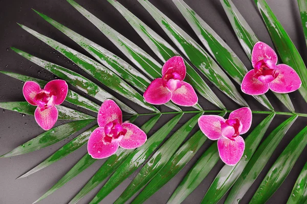 Beautiful composition of pink orchid on palm leaves, close up — Zdjęcie stockowe