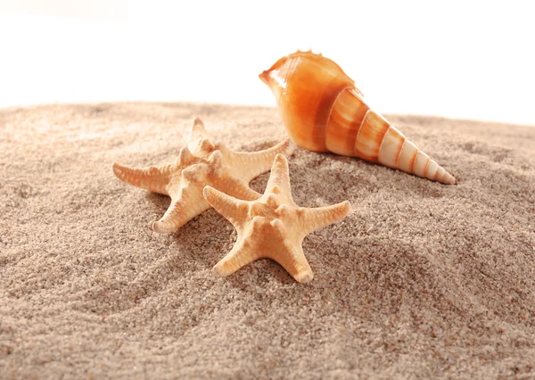 Étoiles de mer et coquillages sur sable isolé sur fond blanc — Photo
