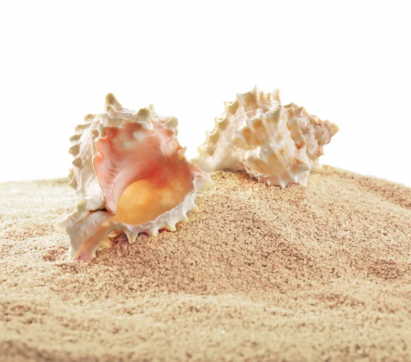 Conchas marinhas na areia isoladas no fundo branco — Fotografia de Stock