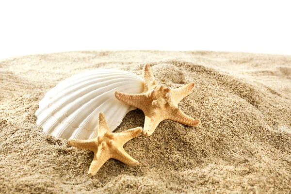 Sea stars and shell on sand isolated on white background — Stock Photo, Image